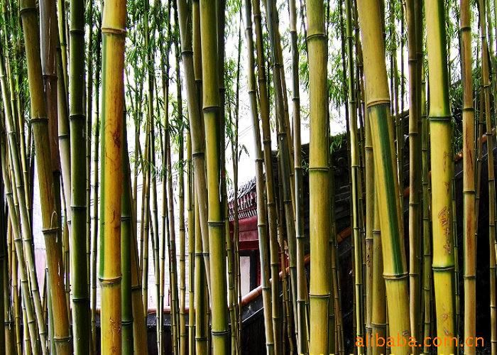 现货出售耐寒风景竹 北方竹子 金镶玉竹1公分粗度 耐寒竹子