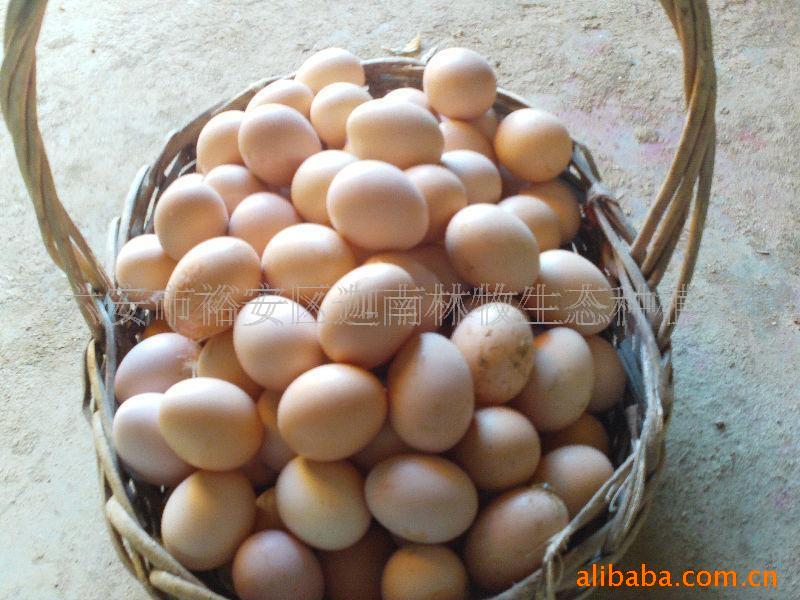 优良土鸡苗、种鸡蛋 长期供应优良土鸡种鸡蛋