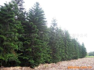 乔木-供应南方绿化