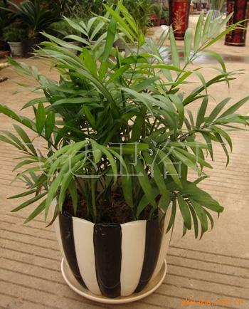 <em>小仙女</em> 茉莉<em>花</em> 袖珍椰子苗 桌面小盆栽 水培植物