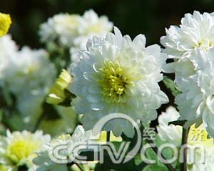 ÿ��ũ����̽�ػ�ɽ���� �ջ� ũҵ�¸��� CCTV7�¸��� ũҵ 