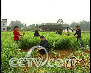 �����ϵ��������۵ĸ� �߲� ũҵ�¸��� CCTV7�¸��� ũҵ 