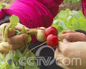 ��ɫС�ܲ� ��С����Ǯ ÿ��ũ�� ũҵ�¸��� ���� �ܲ� 