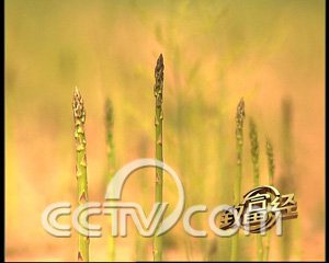 СС������ �����ĲƸ��粨 ũҵ�¸��� ���� CCTV7�¸��� ˮ�� 