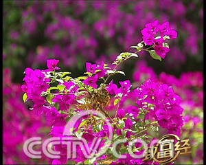 СС���� �ɾͻ���Ů�� ũҵ�¸��� ���� CCTV7�¸��� �ʻ� 