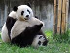 Giant pandas Tuantuan, Yuanyuan safe in Wolong 