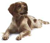 The most popular dog in the world Food 