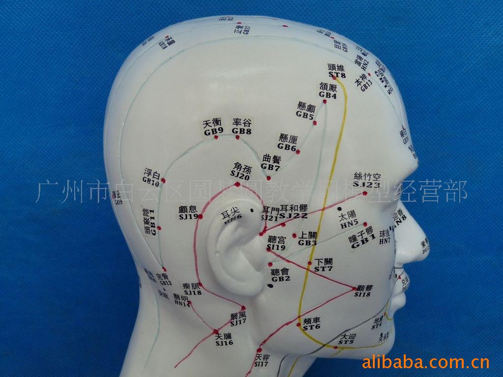 26cm人體頭部針灸模型 頭部穴位按摩模型