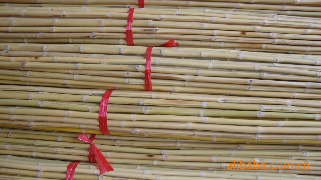 供应白竹 竹竿 装饰白竹