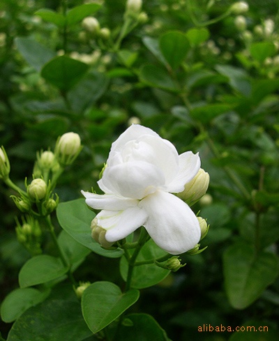 茉莉浸膏