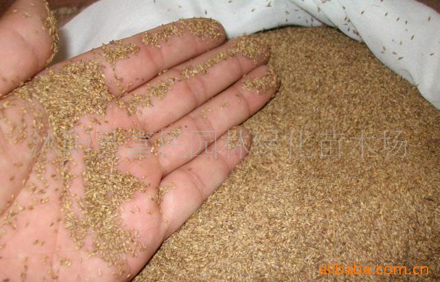 沿阶草,葱兰,麦冬,金边麦冬,玉簪,红花酢浆草,矮化美人蕉,大花萱草