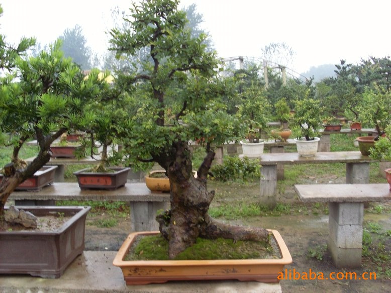 森業花木出售 榆樹盆景 榆樹樁,各類大型盆景!(可現場製作)