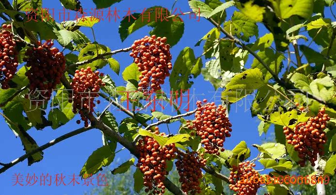 l绿色油库黄金树毛叶山桐子