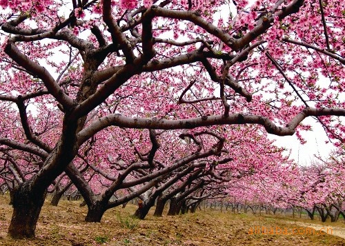 供应高清风景三维立体画壁画装饰画