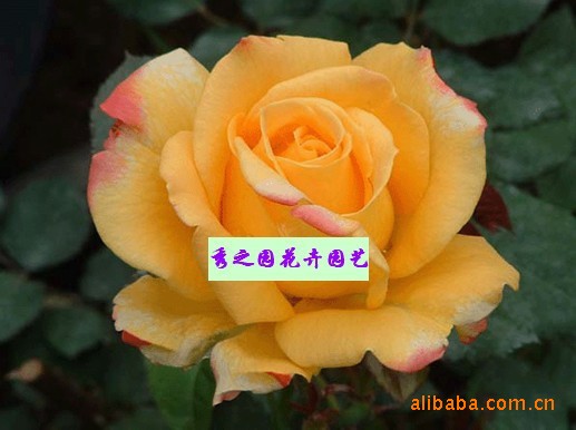 批发供应大花月季电子表藤本月季月季批发盆栽月季