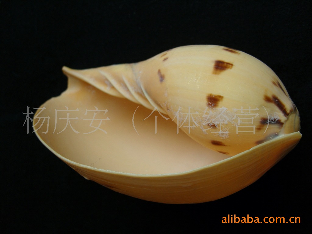 安心源 漂螺 天然未加工海螺 工艺品礼品 家庭饰品 水族箱