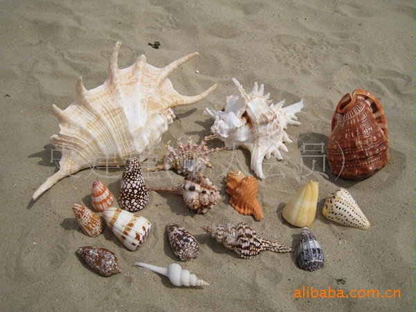 小额批发 烟台沿海特产 标本螺 红玉米螺 海螺