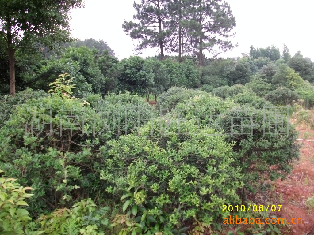 供應湖南造型枸骨/野生枸骨樹/精品枸骨球/無刺枸骨批發