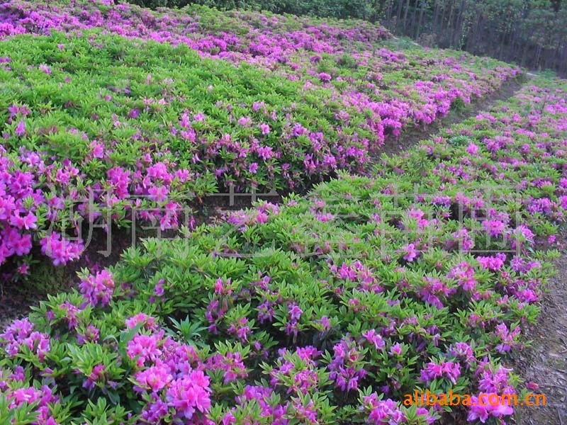 長年低價湖南特產杜鵑花 杜鵑花 杜鵑花