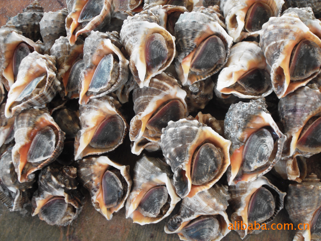 海螺又称海赢,流螺,假猪螺,钉头螺,海窝窝,菠螺.