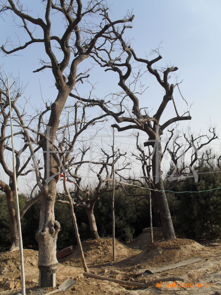 柿子树柿树!行道树!大树!景观树@!