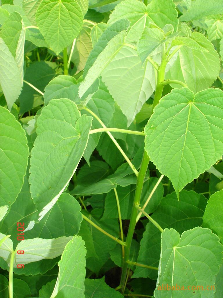 l绿色油库黄金树毛叶山桐子