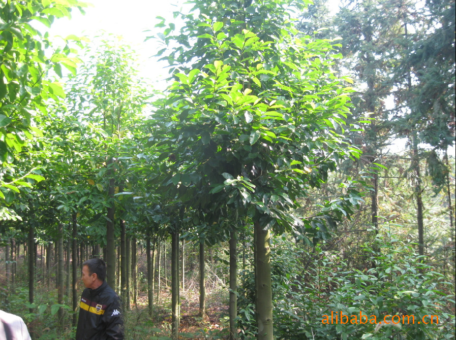 小乔木图片和名称,乔木树图片及名称,乔木名称及图片大全_大山谷图库