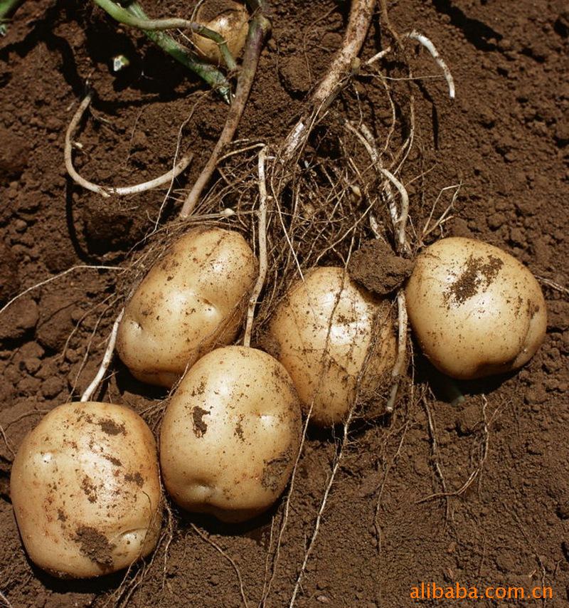 【供应绿色无污染蔬菜土豆】价格,厂家,图片,根块,根茎类,范学民