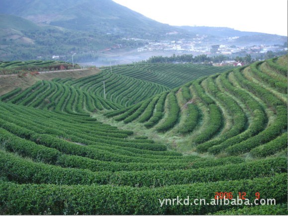 贵州茶叶的魅力与现状