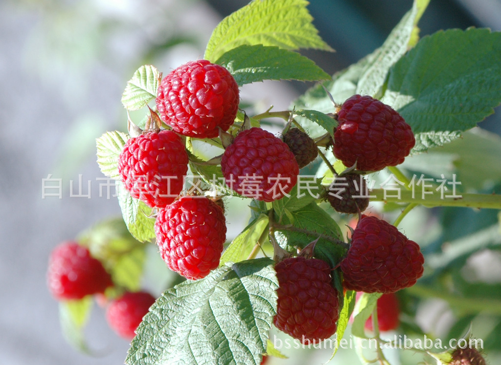 双季红树莓苗帝果