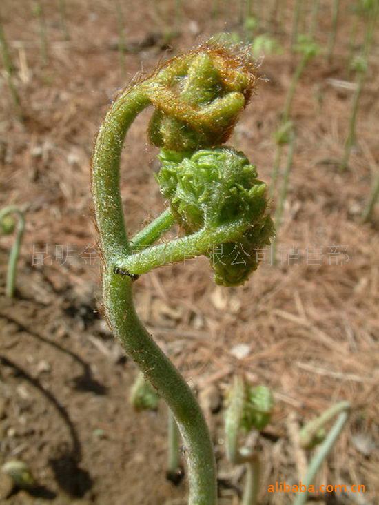 彩雲南玉溪特產易門雲之南野生蕨菜龍爪菜55g