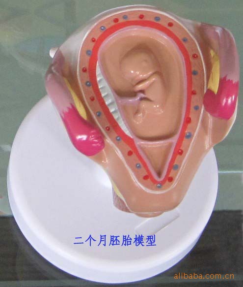 妊娠胚胎发育过程模型(带支架),胎儿发育过程模型