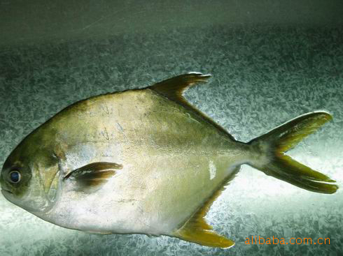 供应金鲳鱼苗,红沙苗,黄腊鲳,黄腊鲹,卵鲹,金鲳鱼鲳苗