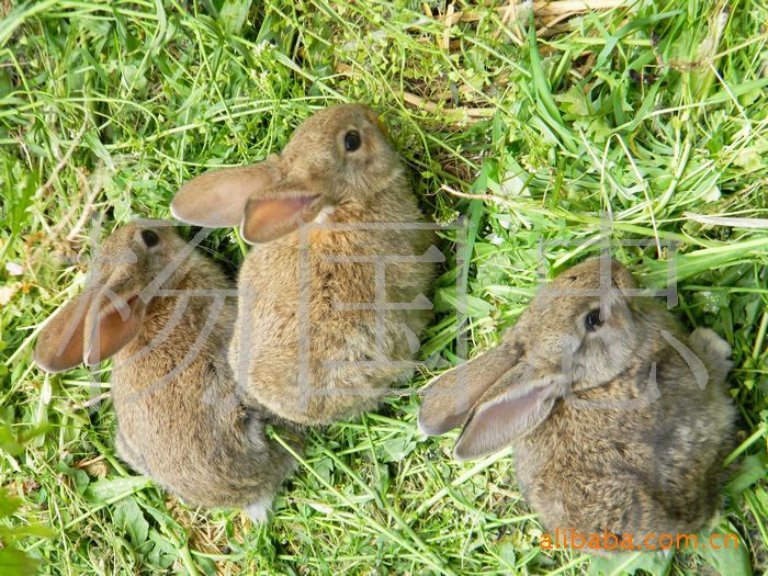供应养殖用特种野兔兔种,兔苗,散养,笼养,优质杂交野兔
