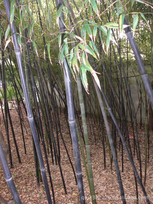 洒金柏,红叶小檗,紫叶李,垂柳,木槿,银杏,合欢,榉树,法桐,紫穗槐,速生