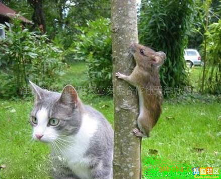 【田园轶闻】--- 猫捉老鼠 老鼠急了竟然爬上了树