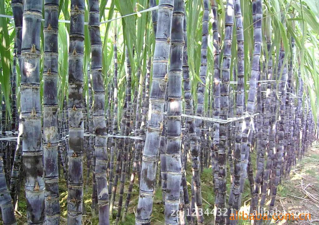 侉子水果图片_2