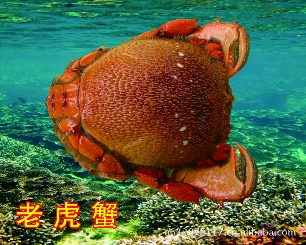 特级红蟹脚图片,特级红蟹脚图片大全,广州市荔湾区著林食品商行-4