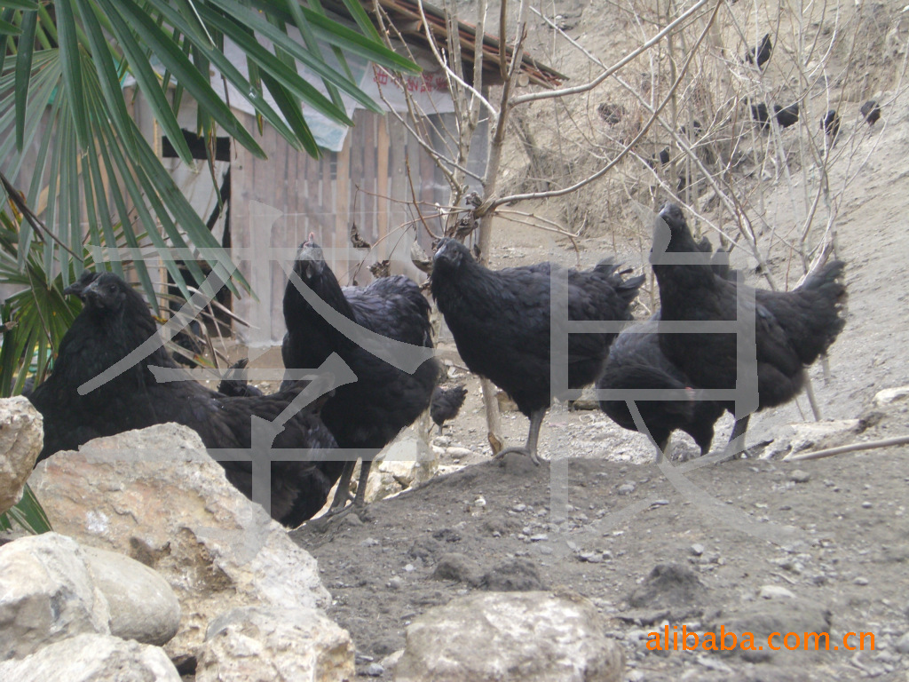 双冠原生态营养纯正五黑一率绿壳蛋鸡旧院黑鸡