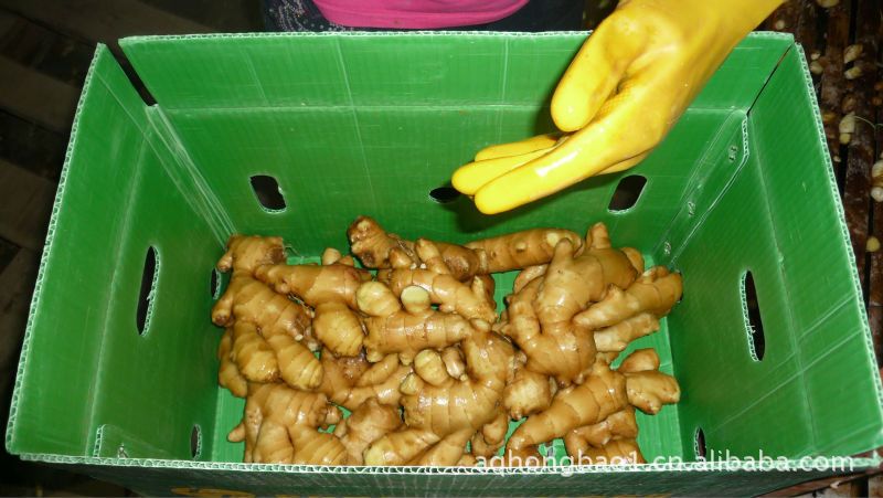 厂家直销 专业加工风干姜 无公害生姜 出口日韩 优质小黄姜 批发