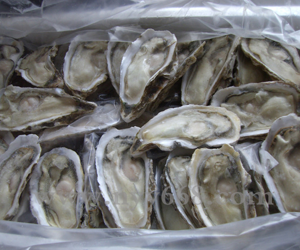 供应10打半壳生蚝 太平洋牡蛎 冰岛生蚝 半壳牡蛎批发