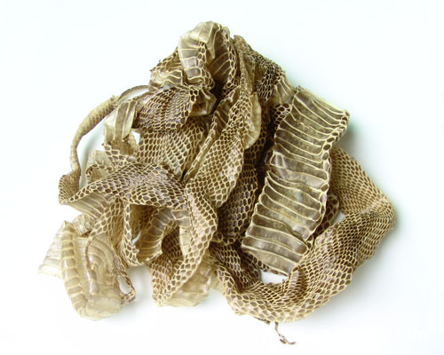 批量供应 优质龙衣(蛇蜕)