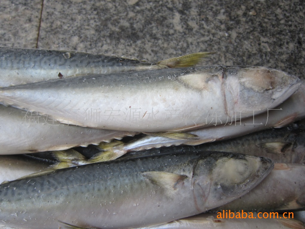 福建鮐魚 花鯷40-60