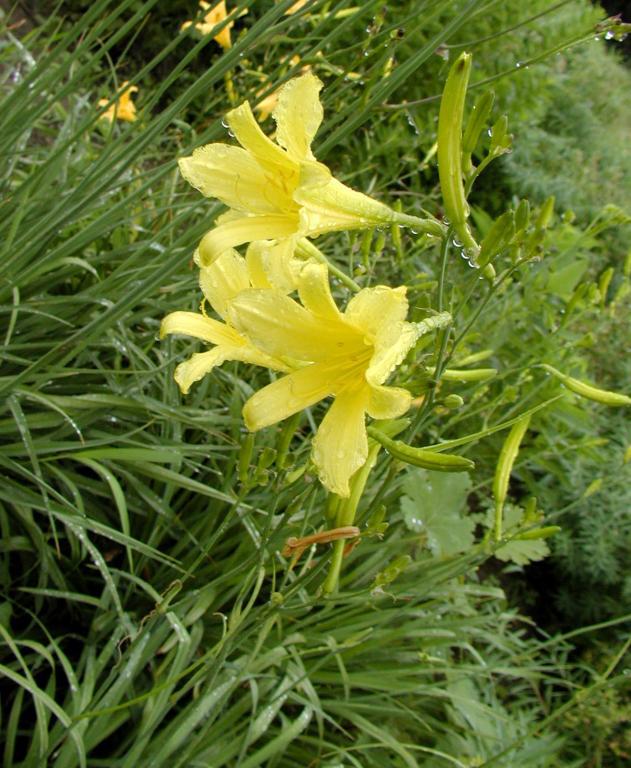 供应黄花菜忘忧草金针花种子种苗