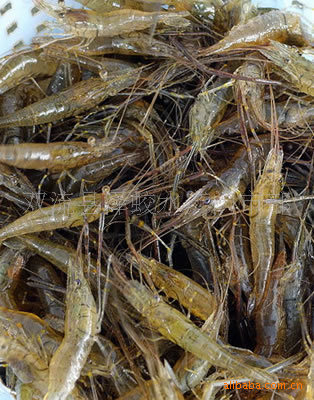 三角峰,黄颡鱼 小三角峰 鱼苗