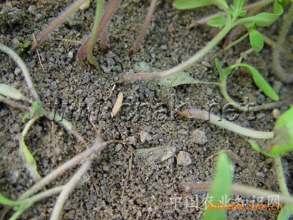 蕃茄猝倒病-阿里说农