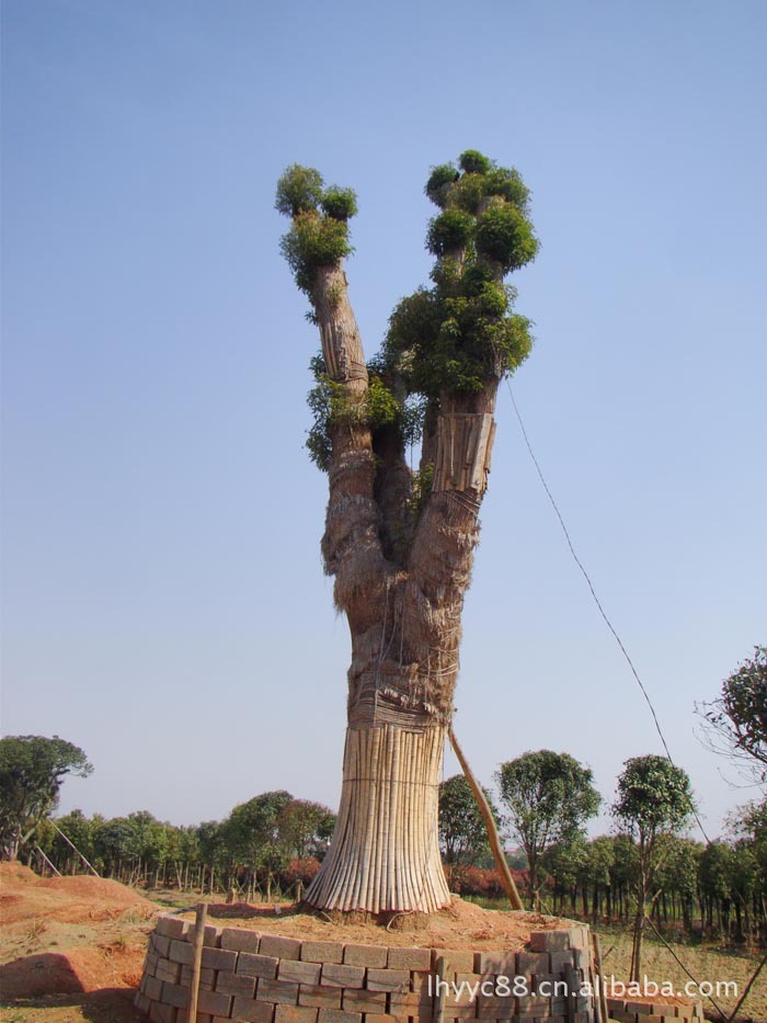「乔木」厂家直销造型优美工程大乔木芳樟-浏阳市柏加镇立华园艺场