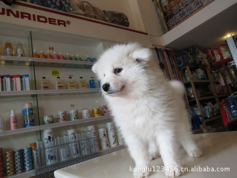 薩摩耶 寵物 大型犬,白色