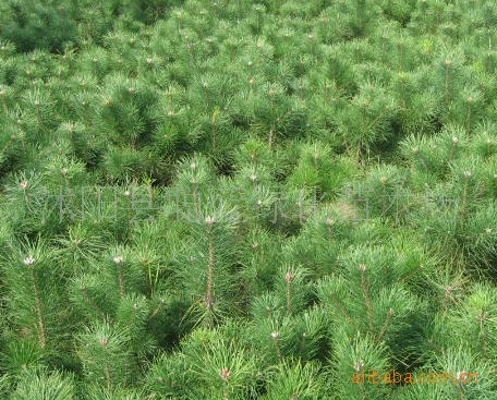 固镇苗圃：绿色成长的摇篮