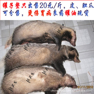 东北獾子图片,东北獾子,獾子图片_大山谷图库